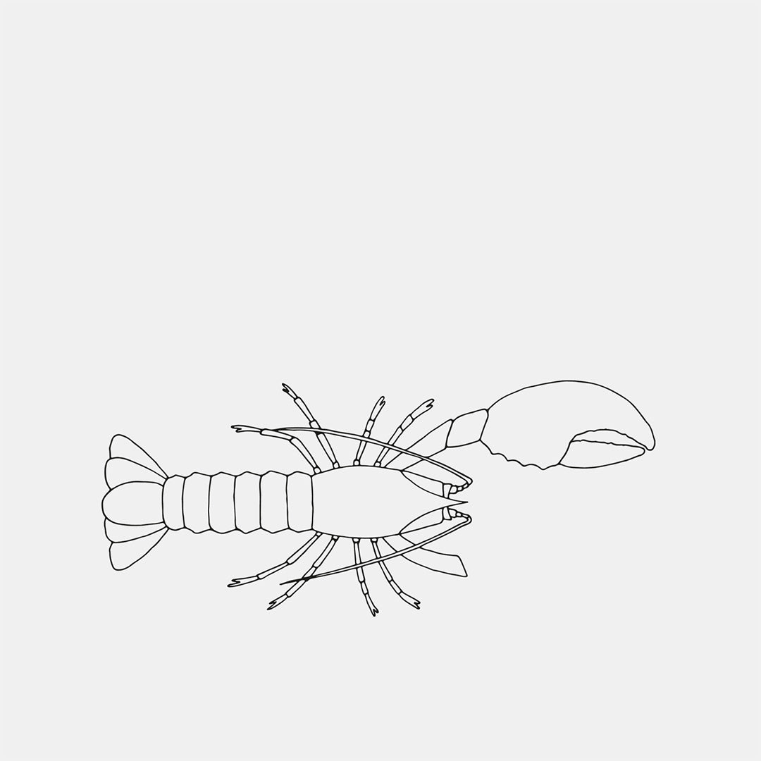Irländsk hummer – ca 650 g 🇮🇪